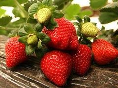 销量好的红苺批售——山东树莓