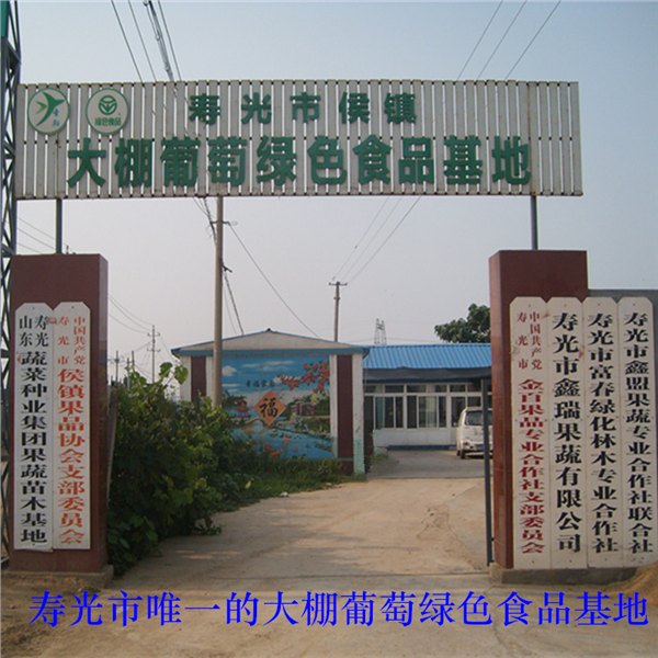 金德葡萄技术 葡萄苗基地 葡萄苗价格 葡萄苗品种