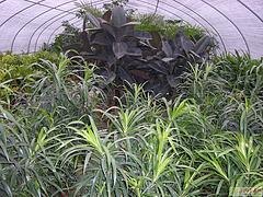 广西花卉大棚：广西创新型的广西花卉大棚