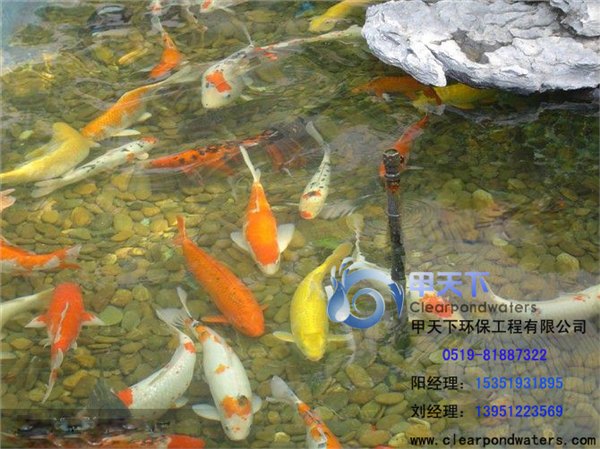 苏州市庭院锦鲤鱼池生物处理。杜绝水浑浊、发绿现象