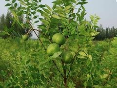 易种植的文冠果——哪里能买到好的文冠果