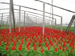 潍坊可信赖的鸡冠花提供商，鸡冠花供应