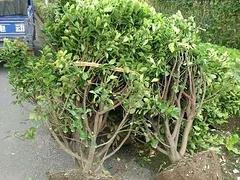 大量供应绿化苗木 大叶黄杨价格 量大优惠 苗农在