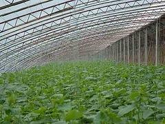 市场上品牌好的温室大棚在哪里可以找到：青州连栋温