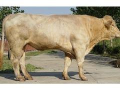 北京夏洛莱肉牛养殖基地，信誉好的夏洛莱肉牛养殖基