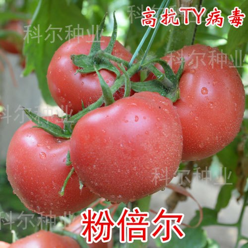 粉倍尔--早熟大果型抗病毒粉果番茄种子，最优西红柿种子