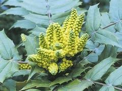 大量供应绿化苗木十大功劳价格 量大优惠 苗农在线