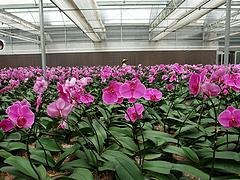 金枝温室工程销量好的花卉温室出售_温室大棚建造
