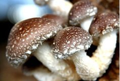 出售各种不同类型优质菌种食用菌