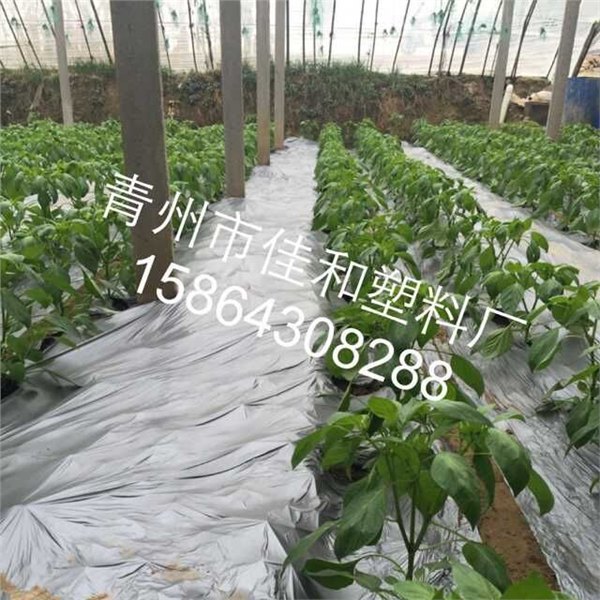 果树种植反光专业地膜厂家 佳和塑料厂——实用的银