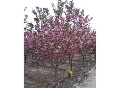 泰安3-5公分樱花基地|樱花品质优良，自产自销，