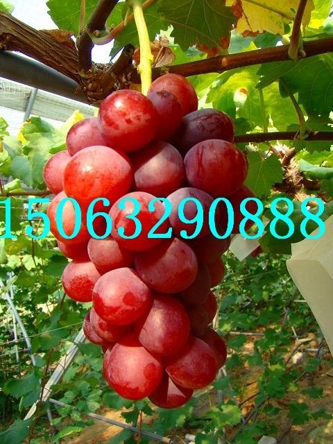 金诚苗木_山东葡萄苗_夏黑葡萄苗