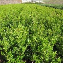 朝鲜黄杨价格，朝鲜黄杨种植基地-请认准鑫鑫苗圃