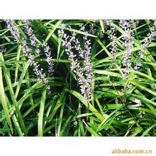 【兰花三七】山东青州兰花三七种植基地价格