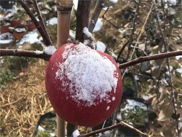 供应烟台青元贡红肉苹果   脱毒苗木   冬季有果