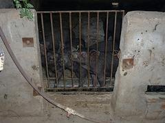 要买优惠的纯种黑猪，临朐县元杰生猪养殖是不二选择