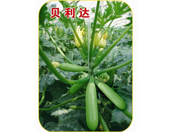 早春种植口感好颜色翠绿早熟性好西葫芦种子——寿光