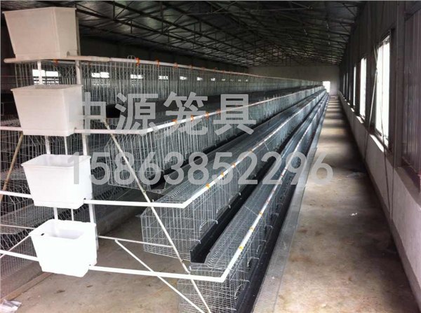 济南肉鸡笼销售/临沂市中源笼具