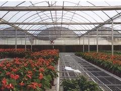 新款花卉连栋温室哪里有，山东温室大棚