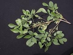 许昌白蜡种植基地，你的不二选择_白蜡树树苗
