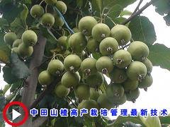 靠谱的广东大果山楂出售：惠州大果山楂