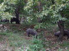 苏太猪原种场生产厂家|潍坊高性价苏太猪哪里有供应