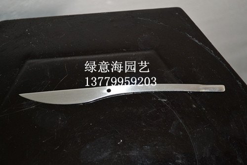 厦门水仙花批发
