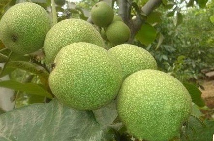 在哪能买到质量好的8518核桃树苗——8518核