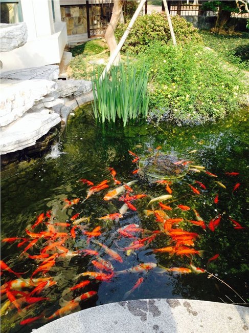 重庆市花园锦鲤鱼池水专业处理。欧洲技术国内一流