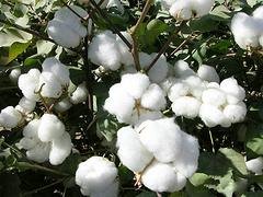 新疆棉花批发价格_苏拉尔纺织品提供合格的新疆棉花