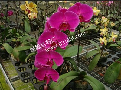 【挑战底价】内蒙古苗床网定做 苗床网规格|价位-