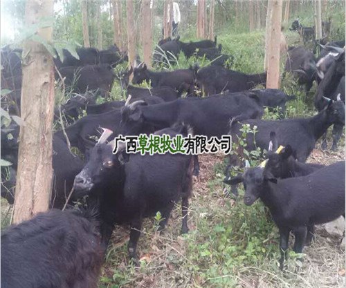 广西黑山羊种羊养殖基地 优质黑山羊种羊供应