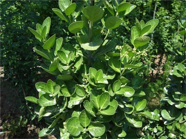 山东青州冬青批发供应商——向阳草花种植基地