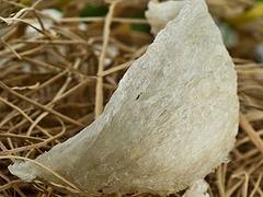 许昌畅销的优质燕窝_价格合理的滋补燕窝