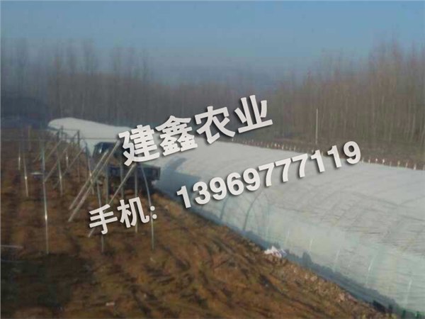 地瓜种基地：优质地瓜苗专业供应