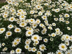 白色雏菊_锦荣花卉苗木公司出售优质雏菊