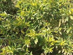 苗农在线供应园林绿化苗木小苗黄心梅价格 量大从优