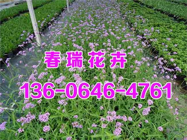 山东柳叶马鞭草批发