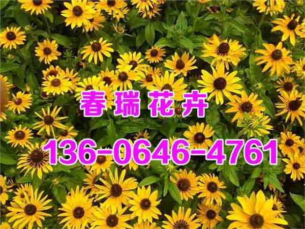 山东黑心菊，金鸡菊，地被菊，天人菊