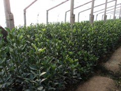 优质冬青种植批发基地——青州向阳草花苗木供应中心