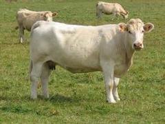 夏洛莱肉牛养殖基地：哪里有提供好的夏洛莱肉牛