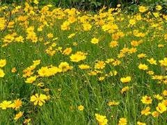 厂家直销金鸡菊，哪里有卖_德州金鸡菊