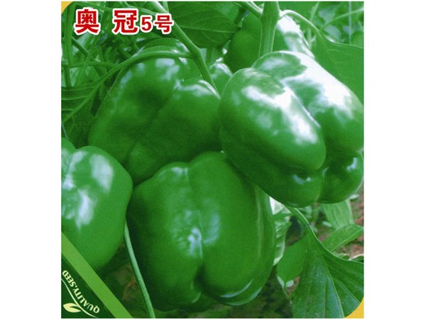 光泽度好抗病毒甜椒种子——万盛种业