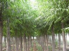 价位合理的林木种植——桂林提供合格的林木种植
