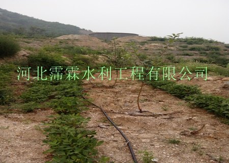 提供湖南脐橙滴灌灌溉设备_毛管/分流管