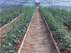 滴灌系统价格|优质的广西滴灌设备，哪里有卖