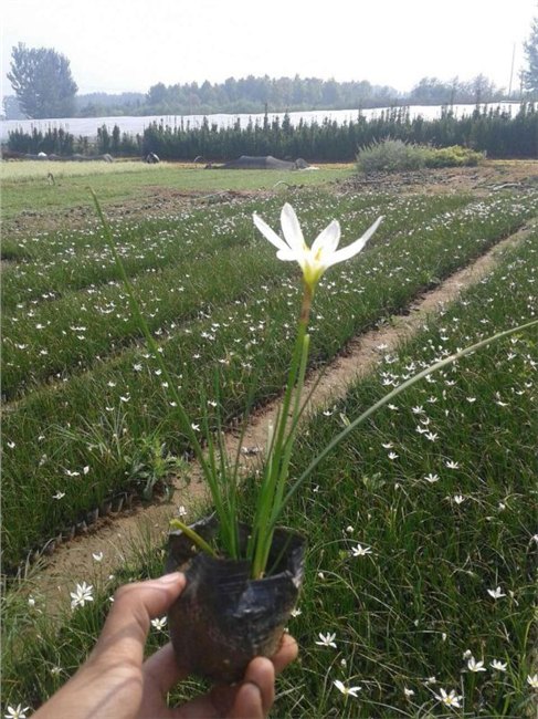 成活率高的葱兰哪有卖【山东葱兰价格】青州绿化草花