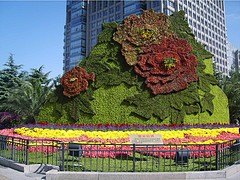 热销的五色草造型市场价格 滑县五色草造型