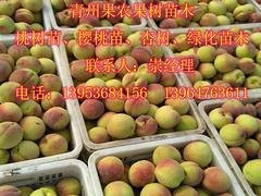 品种好的映霜红桃苗出售_产量高的映霜红