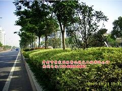 想买好的绿化草坪就到开封景宸园林 |滨州城市草坪